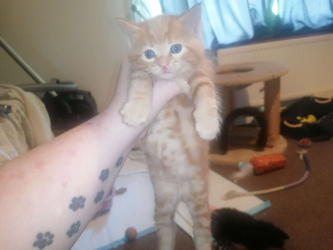 Ginger female Kitten