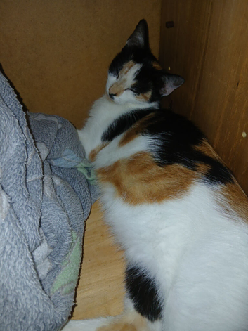 I have 3 beautiful kittens for sale   males 1 female