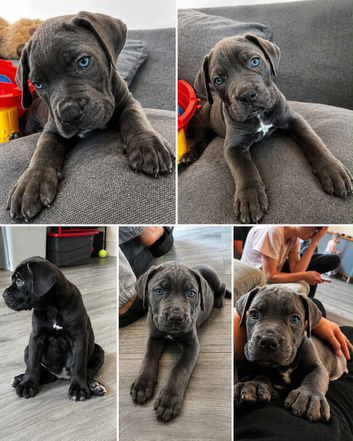 Cane corso pups