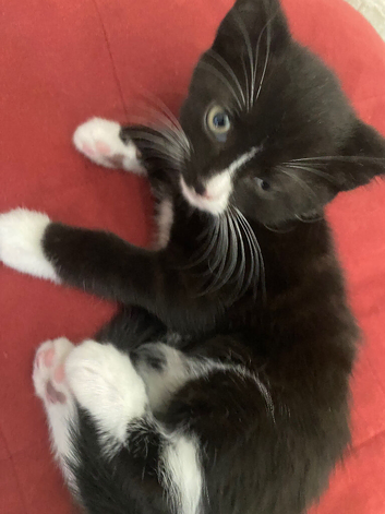 Gorgeous 2  kittens