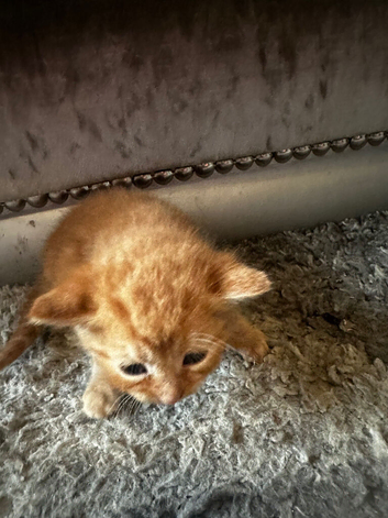 Beautiful kittens