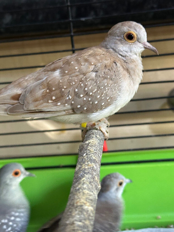 Diamond Doves x 6 this years birds