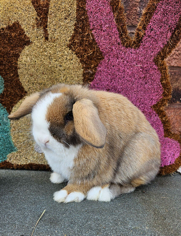 Female mini lop