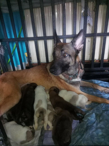 Belgian Mali pups