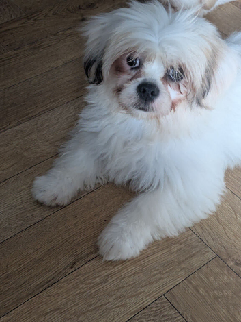Lhasa apso puppies