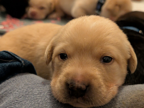 Labrador puppies