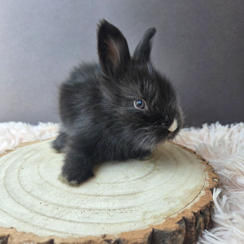 English Angora Babies