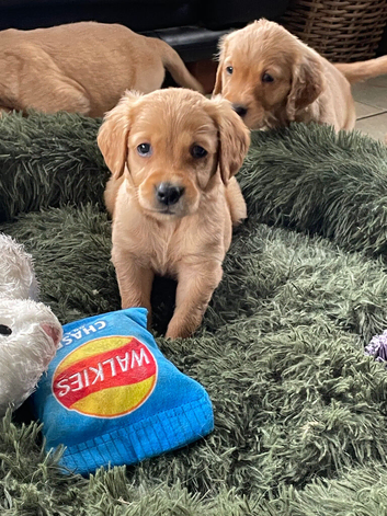 Golden retriever puppies