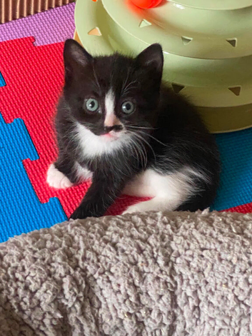 3 kittens