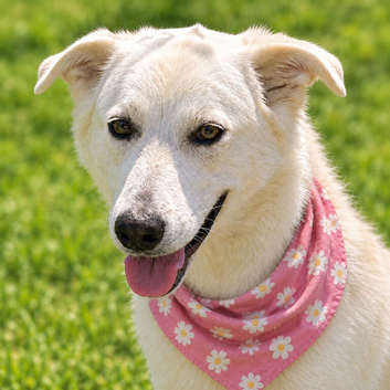 Skye, a beautiful medium-sized girl with clear characteristics of a White Shepherd-type