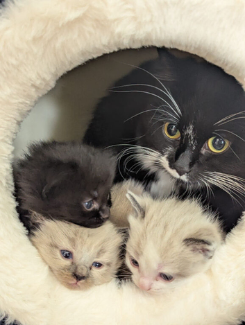 Two kittens needing to go