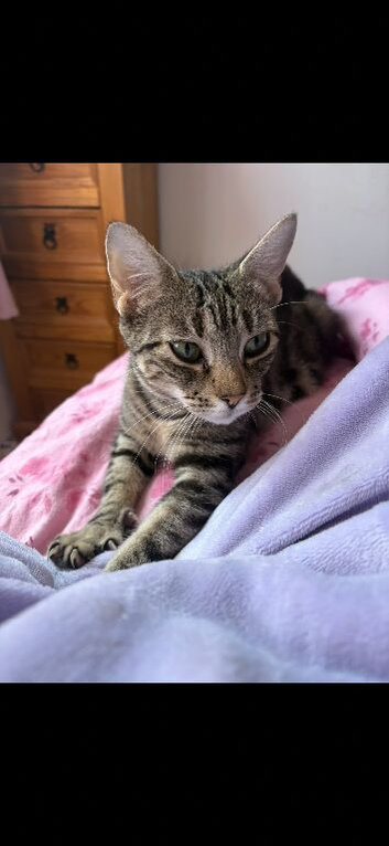 3 year old cat