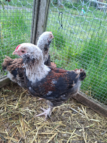8 week old Salmon Favourelle chicks