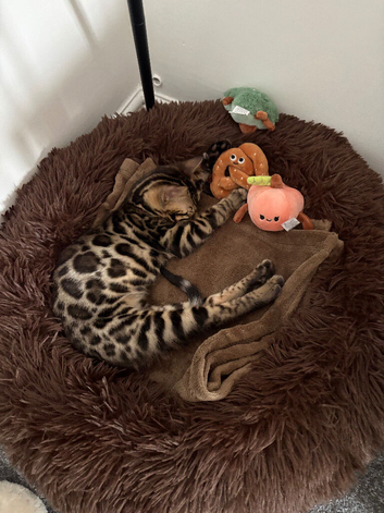 Female Bengal Kitten