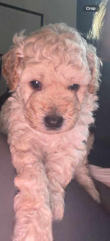 Gorgeous boy cockapoo