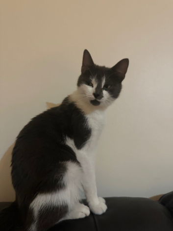 Adult cat
