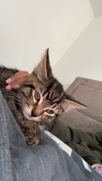 female kitten ready to go