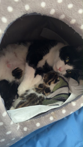 Male Kitten