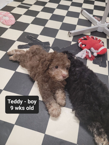 Toy Poodles for sale