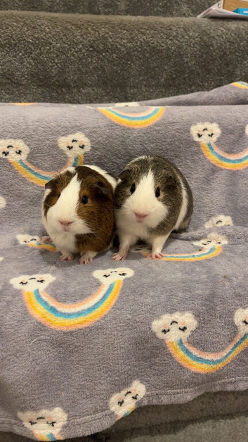 2 boys in need of home