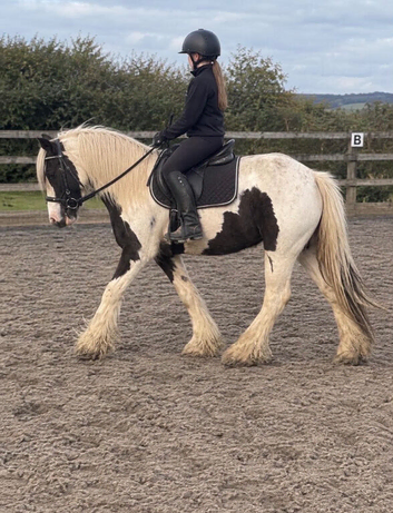 Black and white cob mare riding 12.1/2