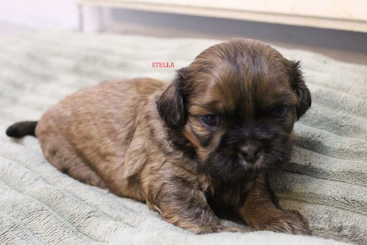 LOVELY SHIH TZU PUPPIES KC REG PEDIGREE