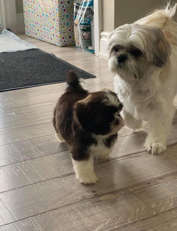 Shih tzu puppie boy