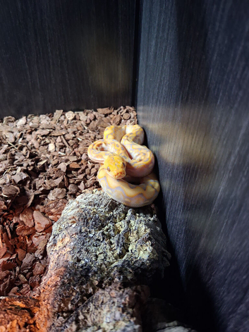 Super dwarf reticulated python