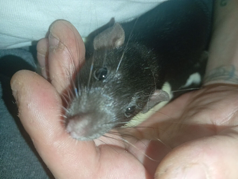 Two male young rats