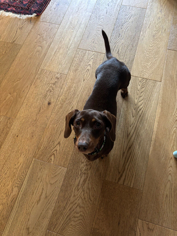Chocolate miniature dachshund female