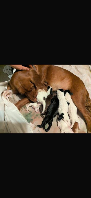 Sprocker spaniel puppies