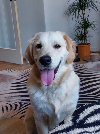 Heartbreaking rehome of gorgeous 10 month old kc registered golden retriever.