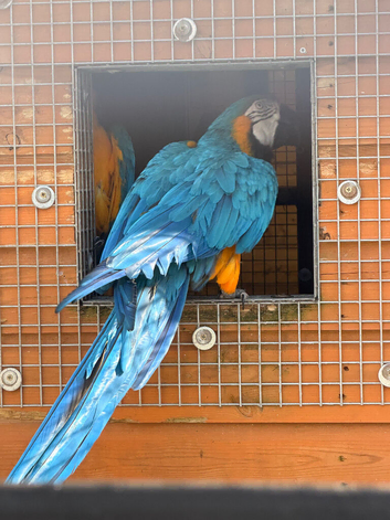 For sale pair of blue & gold macaws