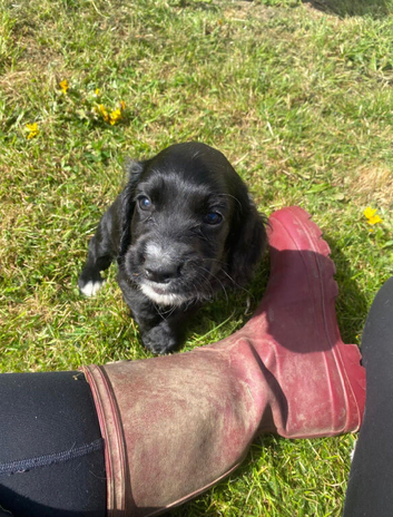 Cocker Spaniel puppy for sale
