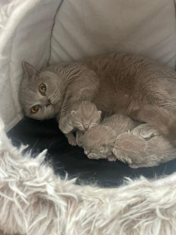 Beautiful British Shorthair Kittens – Blue & Lilac – Raised in Our Family Home