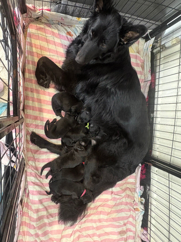 Black German shepherd