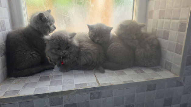 British shorthair
