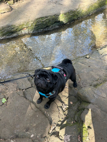 Make black pug