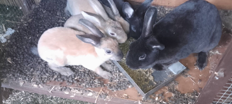 standard Rex rabbits