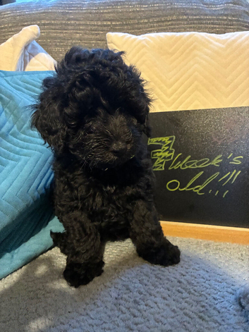 One Gorgeous Poodle-Cross Puppy