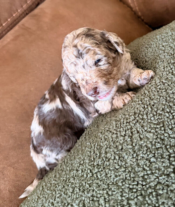 Cockapoo Puppies