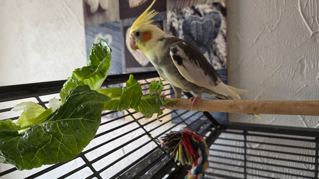 Baby Male Cockatiel