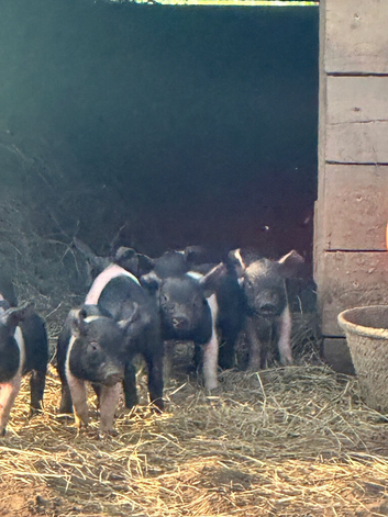 Saddleback piglets