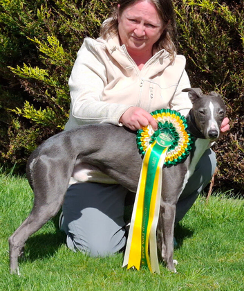 Blue Stud dog.(Half racebred)Small /Q for Crufts.