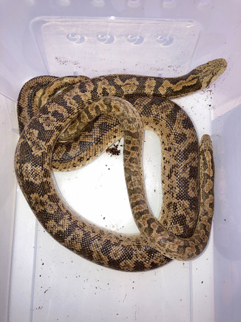 RUSSIAN SAND BOA - pair M&F