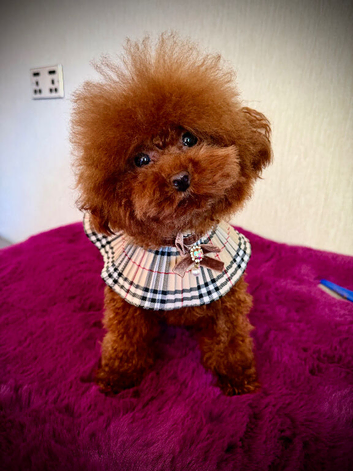1.2 kg poodle for sale