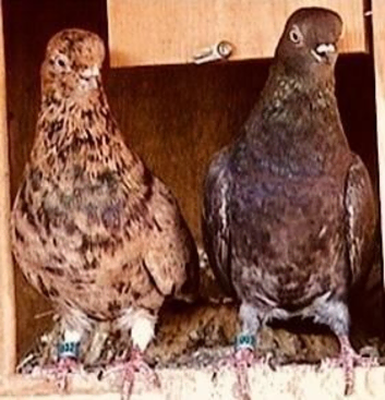 Portuguese tumblers smallest pigeons in the world