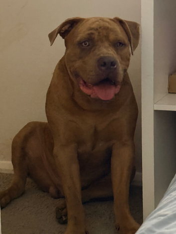 Staff x mastiff