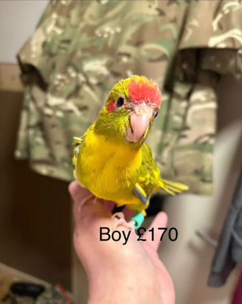 Hand reared and hand tame Kakariki