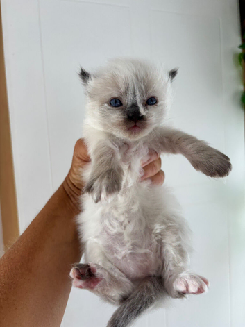 Stunning ragdoll ready soon